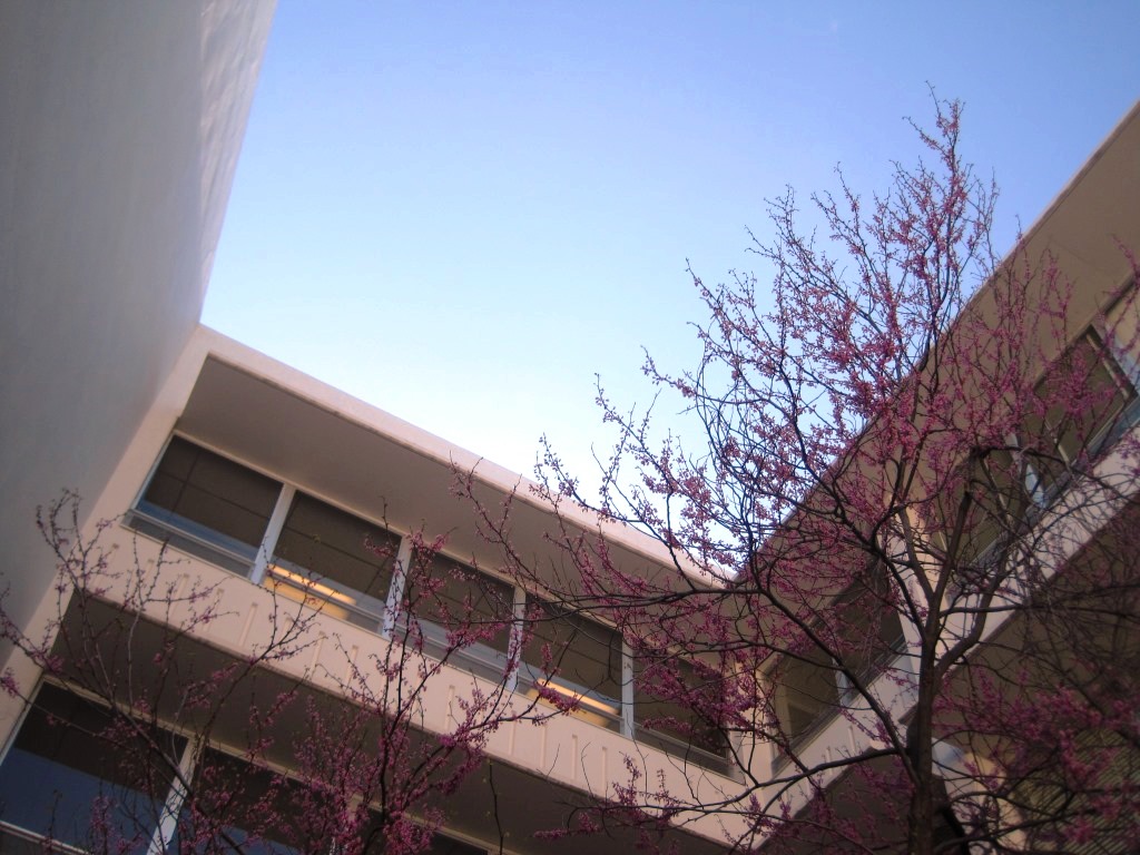 The Eddy Redbud tree is in bloom.