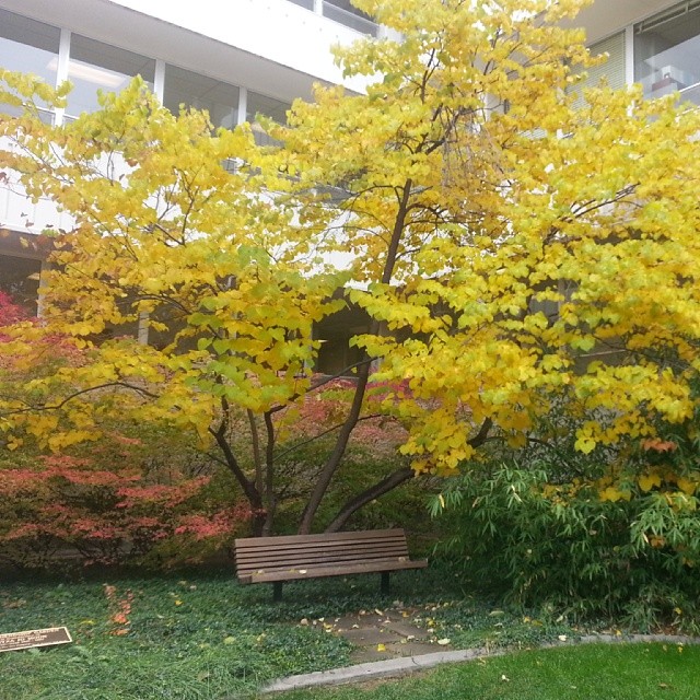 Flashback: Eddy courtyard, Fall 2013 (image by Jill Salahub)