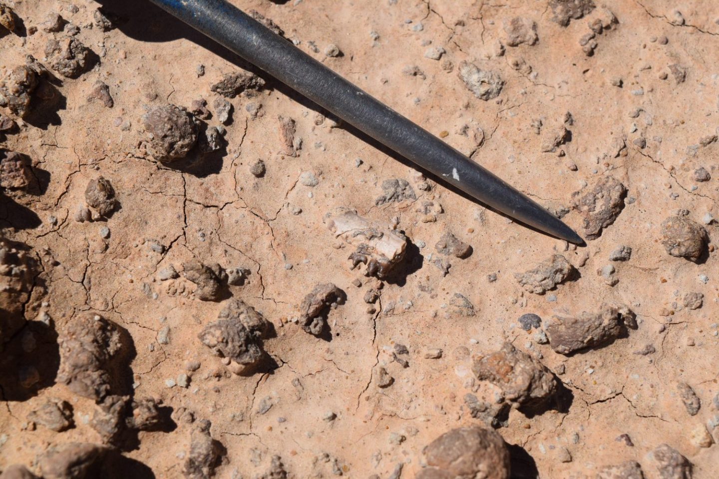 Close-up of partially buried skeletal remains in the ground