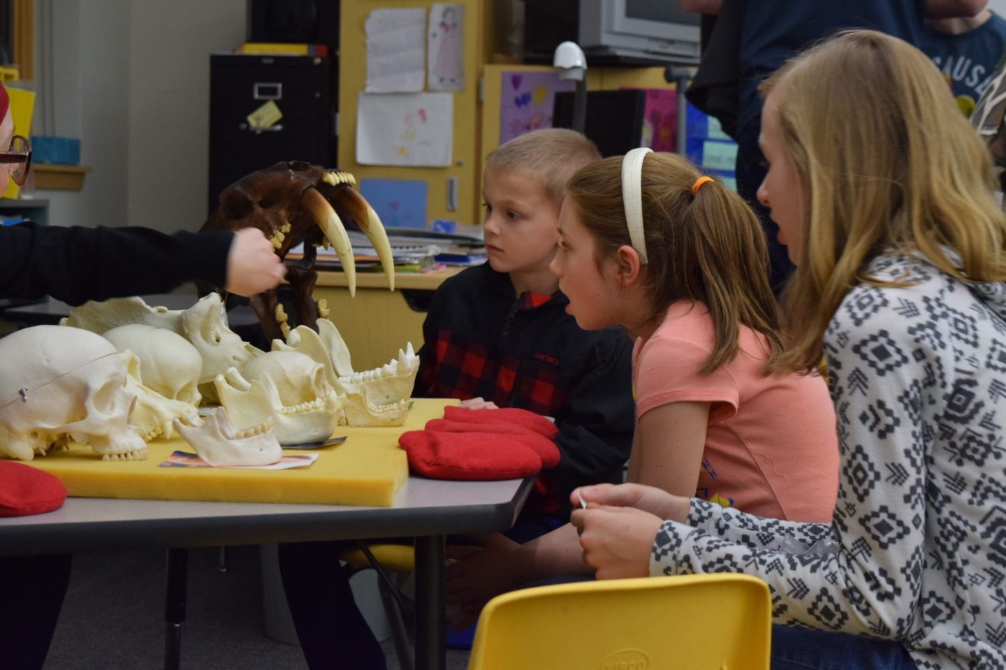 Young children amazed by sabertooth tiger skull