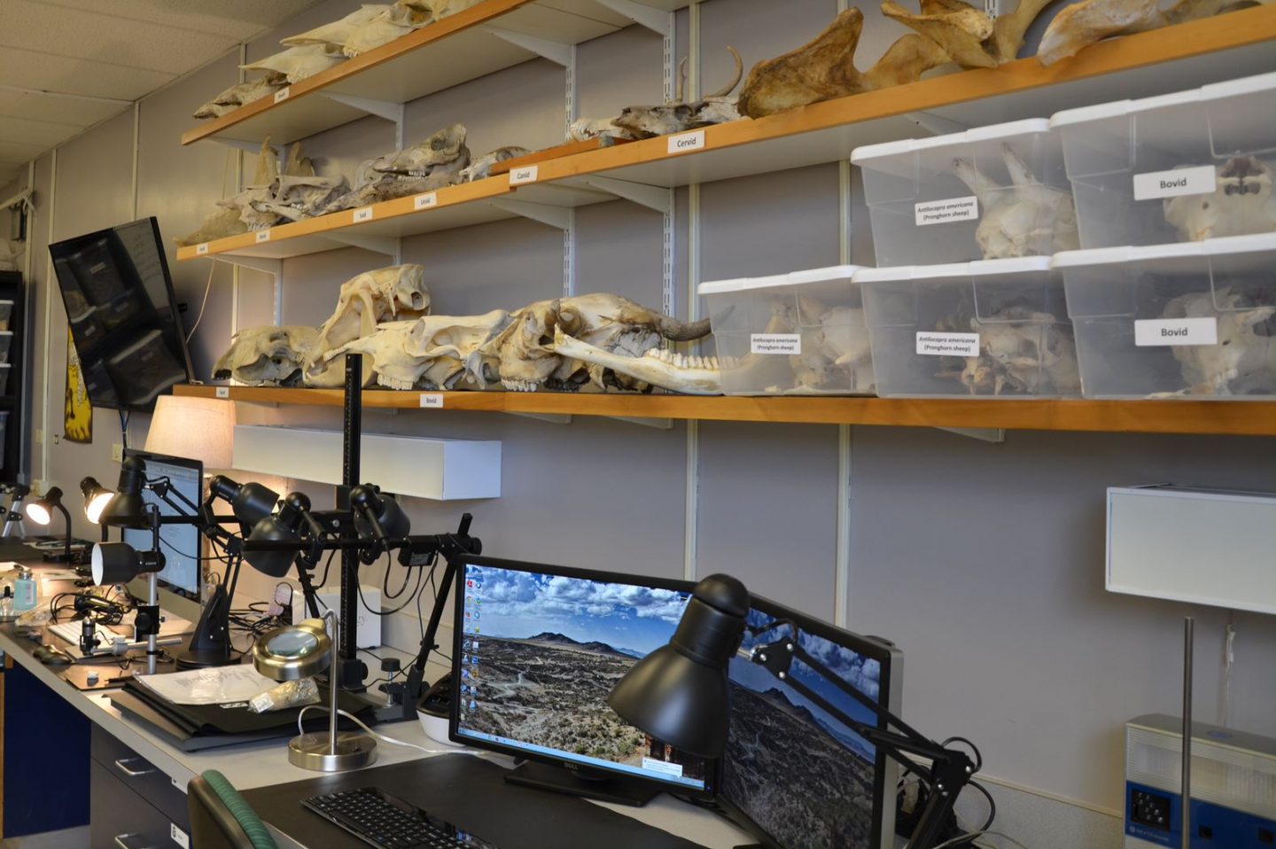 View of the Zooarchaeology Lab shelves with skeletons