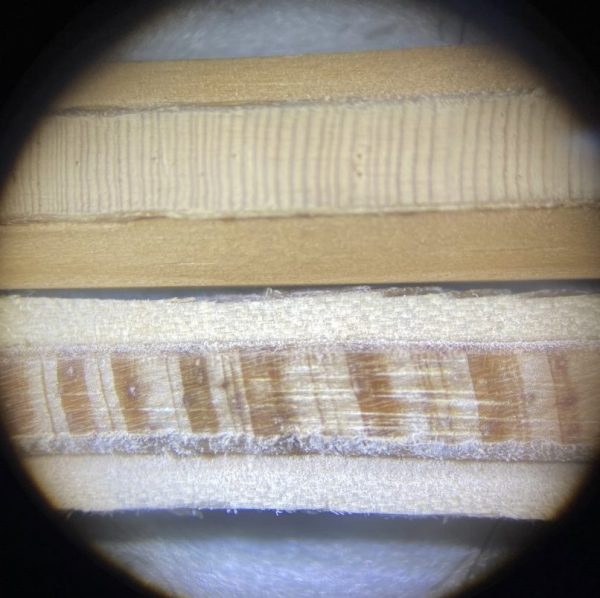 Tree core samples from a Western U.S. tree and from a tropical pine