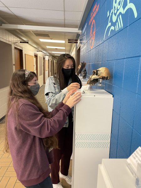 Two female students placing a skull cast for an exhibit