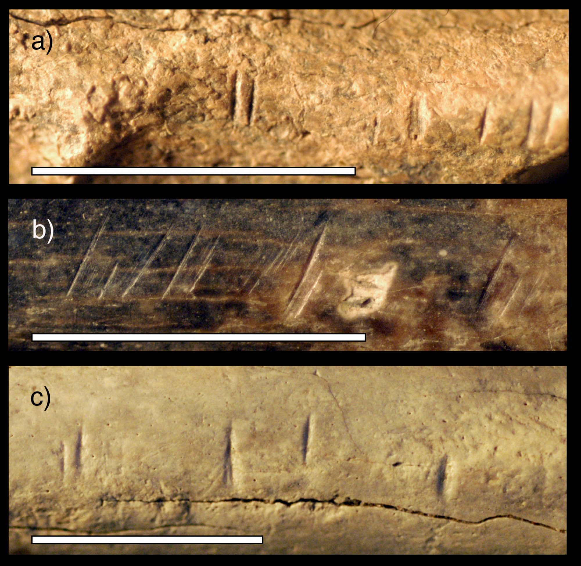 Image of three bones vertically labeled a, b, c and showing different cut marks at close view