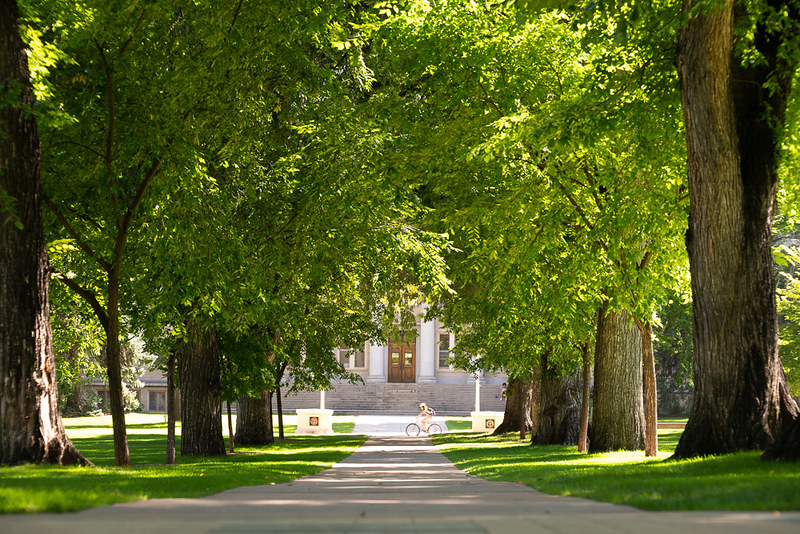 View of CSU Oval with trees