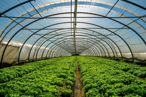 Young plants growing in a very large plant nursery