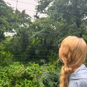Image of back of student observing monkey in enclosure