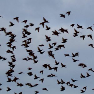 Murmuration of blackbirds in blue sky.