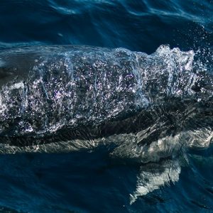Dolphin breaking the surface of the water.