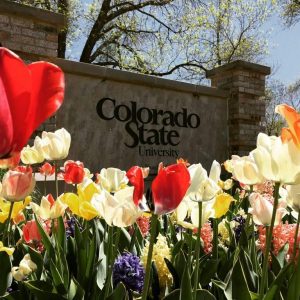 Colorado State University sign with tulips