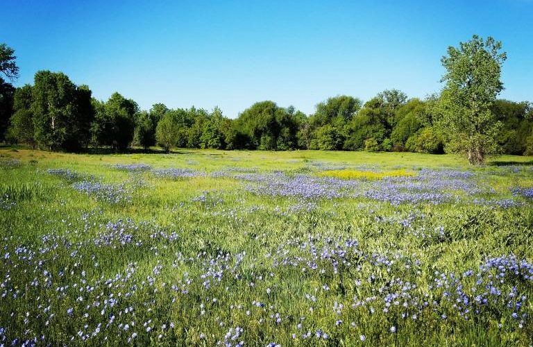 Field of blue flowers