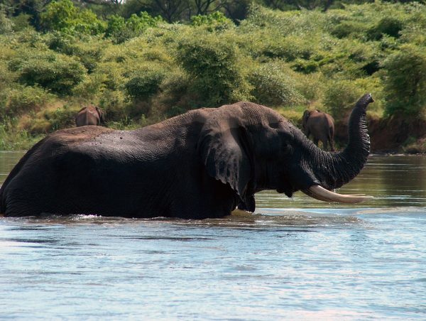 Elephant in zambia