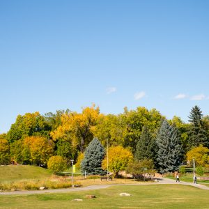 CSU grounds in autumn, featuring green lawns, paved pathways, and trees displaying fall foliage in yellow and gold tones under a clear blue sky.