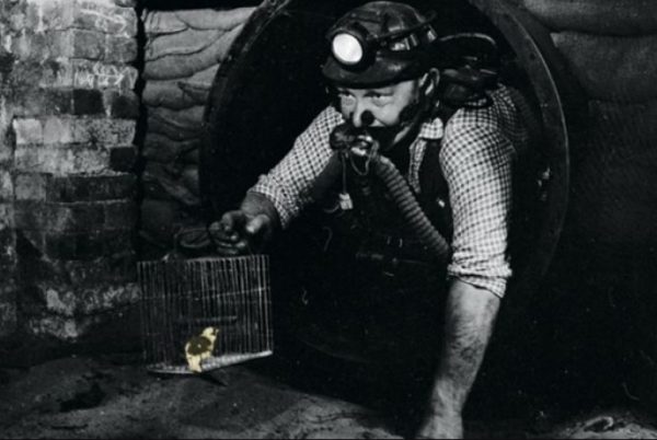 Canary in the coal mine. (2011, December 1). Times Higher Education.