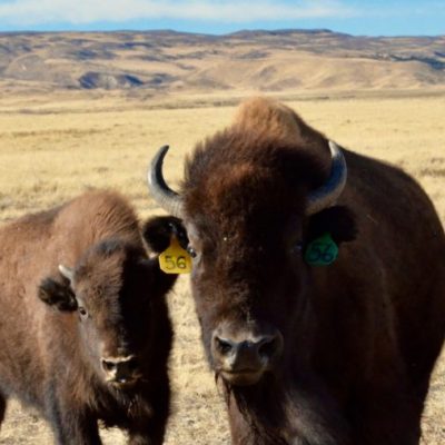 Larimer County Conservation bison herd at Soapstone Prairie.