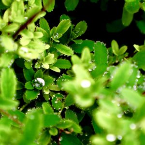 Water droplets on plants after a rain