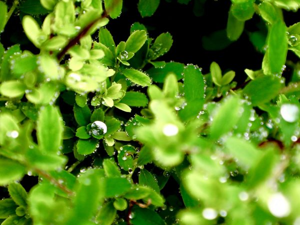 Water droplets on plants after a rain
