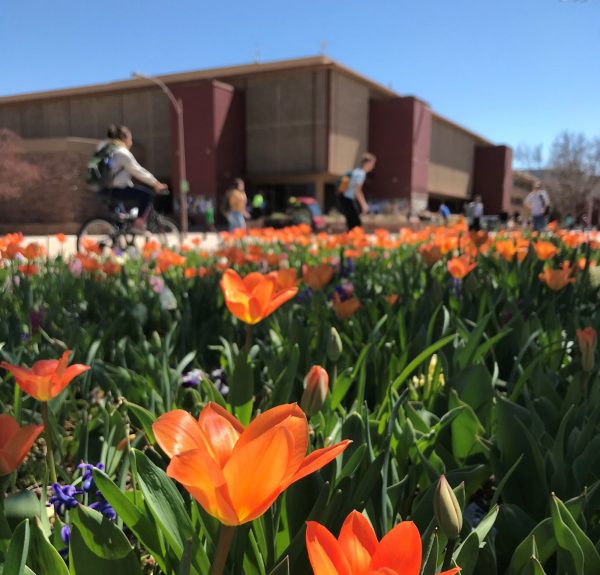 Tulips blooming in front of CSU Clark Building