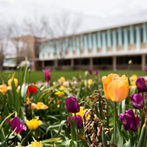 Tulips outside the Lory Student Center