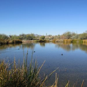 The pond at Quitobaquito is the only place in the United States where the endangered Sonoyta mud turtle, the caper butterfly and the Quitobaquito pupfish can be found naturally. Photo courtesy of Jared Orsi