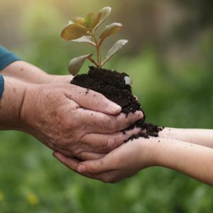 An older adult places a seedling plant into a child's hands