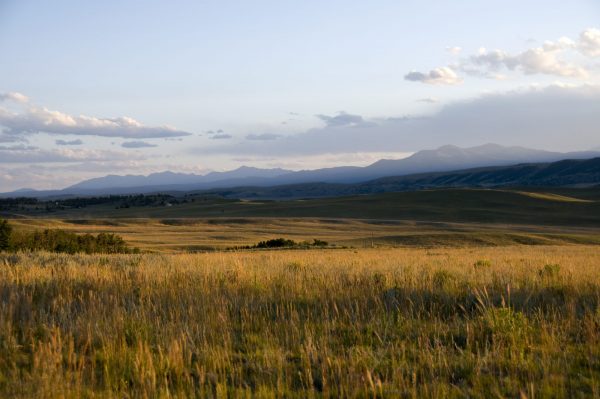 golden colored mountain meadow lit by the setting sun