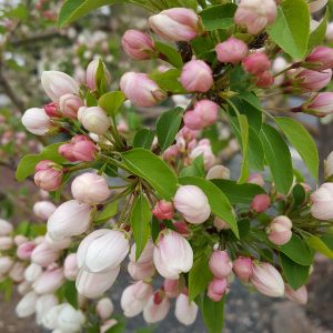 Crab Apple Blossom