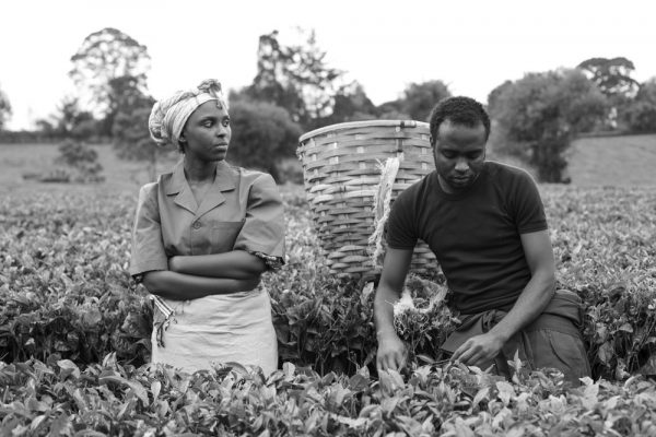 African American couple harvesting cotton in field