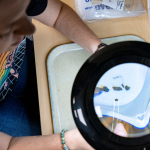 Student examines fragments from an archeological dig site under a microscope
