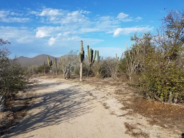 Dirt road with cactus in Baja California Sur, Mexico. Photo taken by Ruth Alexander.