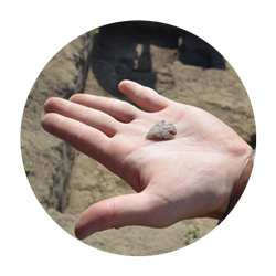 Student's hand outstretched with a Folsom point discovered at the Anthropology Field School