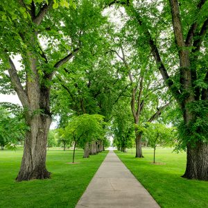 Trees at the CSU Oval