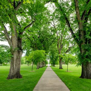 CSU Oval trees
