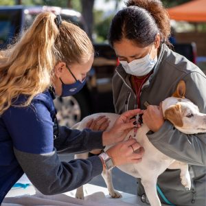 Two veterinarians examine a dog