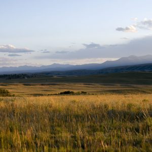 golden colored mountain meadow lit by the setting sun