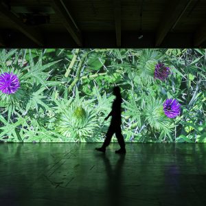 Quickening: Aesthetic Encounter and the Ecological Imagination